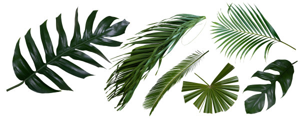 不同的热带树叶与白色背景，切割路径图片下载