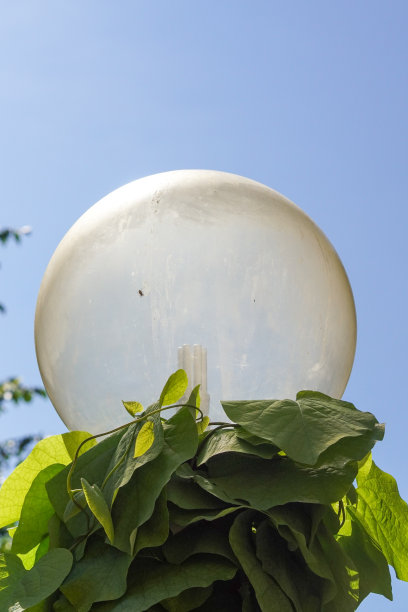 低角度的路灯通过植物图片下载