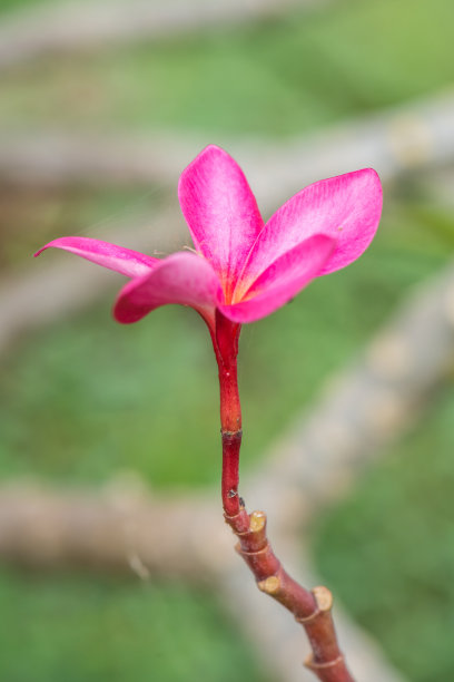 粉红色鸡蛋花的特写图片下载