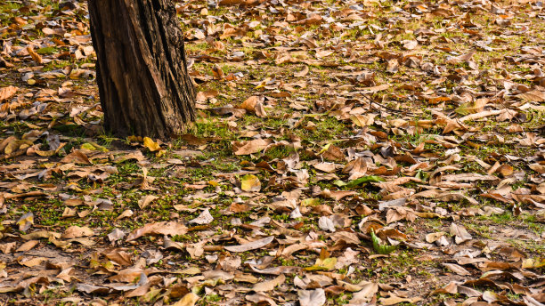 地上的落叶。图片下载