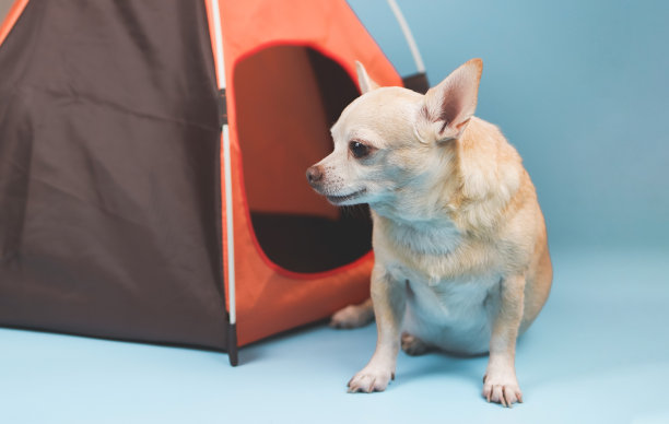 棕色短毛吉娃娃狗坐在蓝色背景的橙色露营帐篷前，向一边看。宠物旅行概念。图片下载