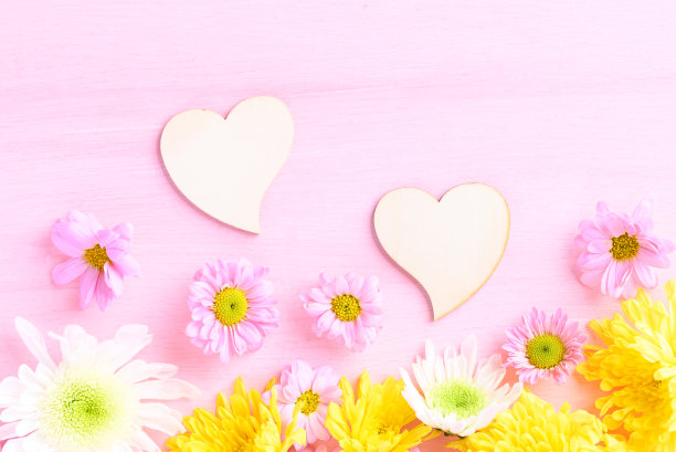 菊花在粉红色的背景，爱的情人节概念图片下载