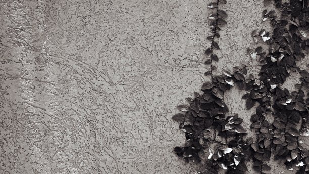 灰泥墙与常春藤的纹理。甲虫树皮纹理墙上的攀缘植物。黑白照片图片下载