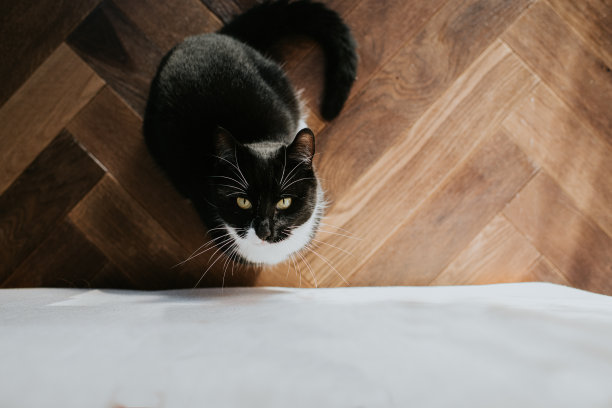 一只黑猫在拼花地板上抬头看图片下载