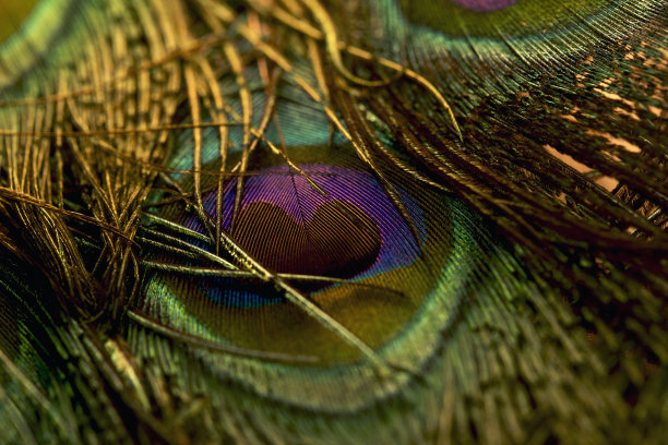 羽毛。孔雀羽毛。孔雀羽毛特写。图片下载
