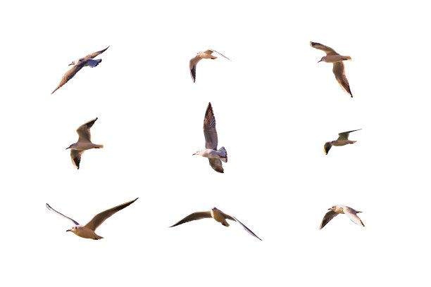 白色背景上孤立的海鸥。图片下载