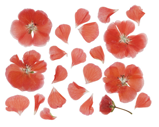 压榨和干燥的精致透明花天竺葵(天竺葵)，分离在白色背景上。用于剪贴簿，花艺或植物标本馆图片下载