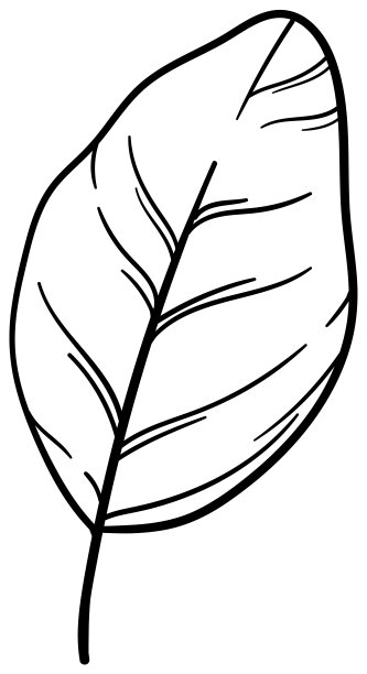 精致的植物插图植物和花卉矢量图片下载