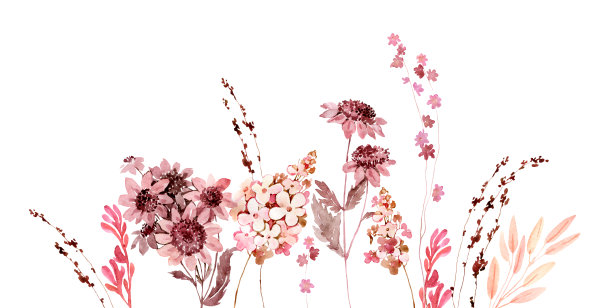 水彩花卉插图图片下载
