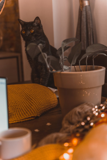 秋天的照片在桌子上与蜡烛与猫图片下载