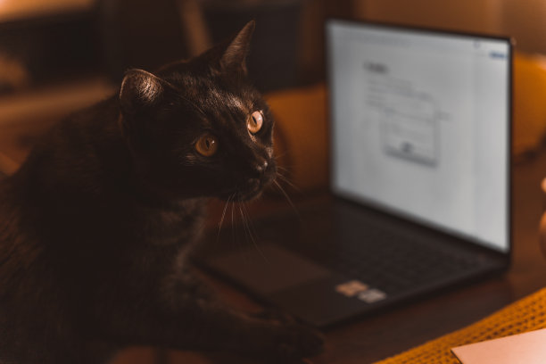 秋天的照片在桌子上与蜡烛与猫图片下载