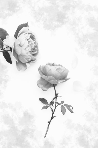 白色背景上的单色玫瑰。图片下载