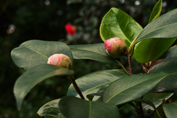 山茶花花。图片下载