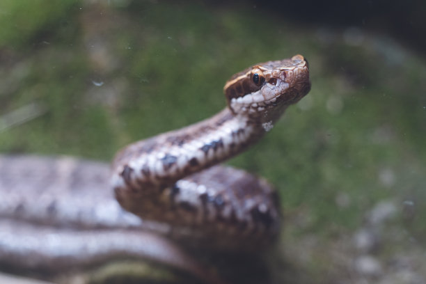 日本蝮蛇的图片，这是一种生活在山上和河边的毒蛇。图片下载