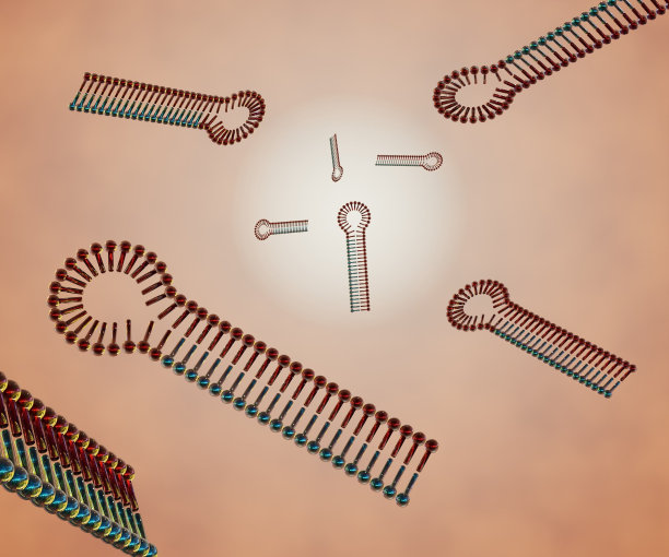 shrna由一个循环序列分隔的正义序列和反义序列组成图片下载