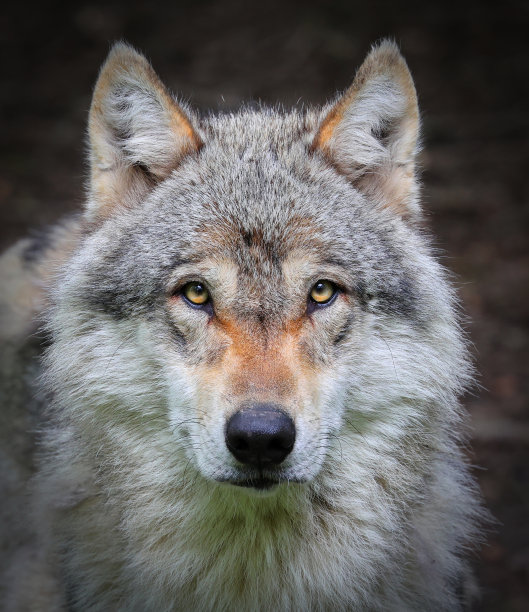 欧亚狼图片下载