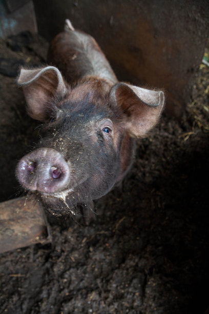 小猪在农场春天的绿草地上图片下载