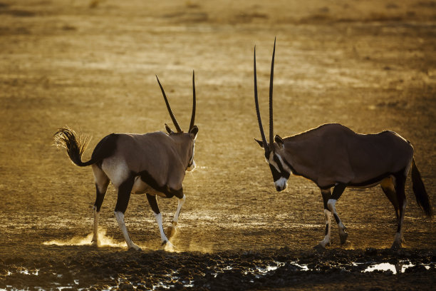 南非Kgalagadi跨境公园的南非大羚羊图片下载