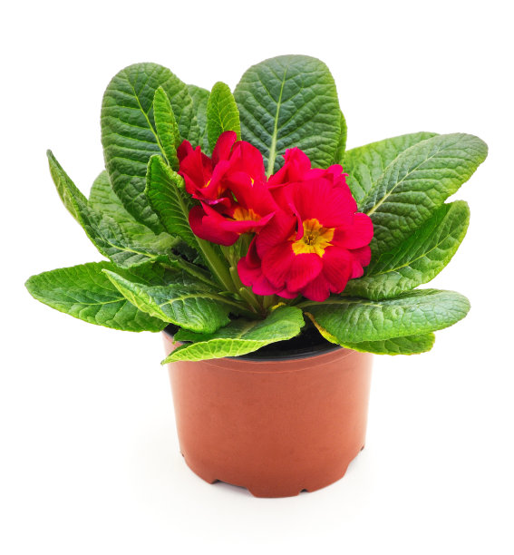 一盆红樱草花。图片下载