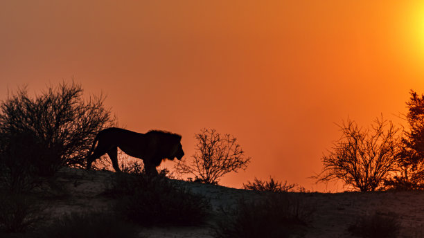 南非Kgalagadi跨境公园的非洲狮图片下载