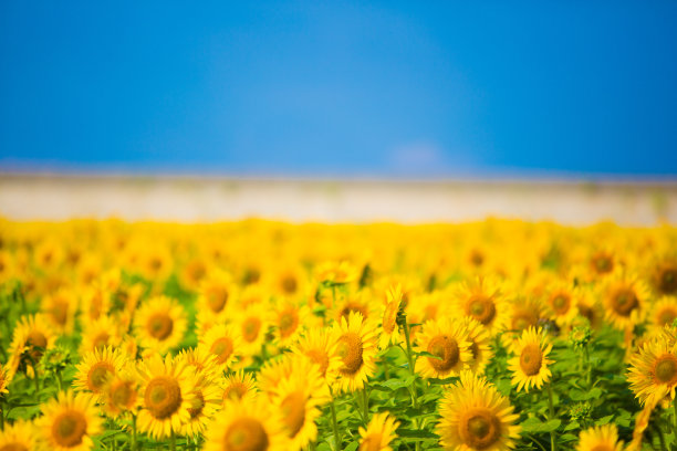 非常广阔而美丽的向日葵田图片下载