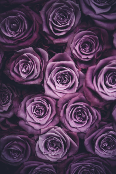 紫色玫瑰的博克图片下载