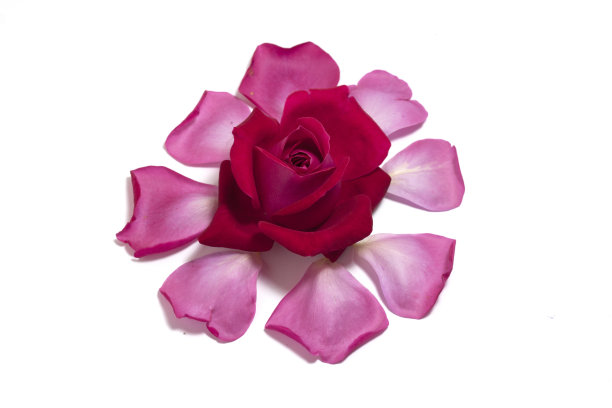 带花瓣的剃须芽图片下载