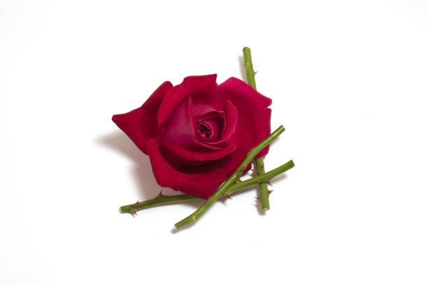 带花瓣的剃须芽图片下载