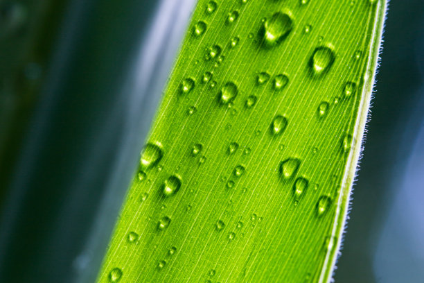 特写纯雨滴在绿叶上。图片下载
