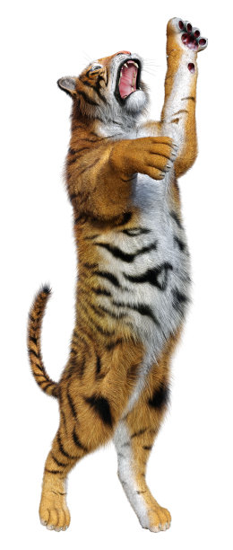 3D渲染大猫虎在白色图片下载
