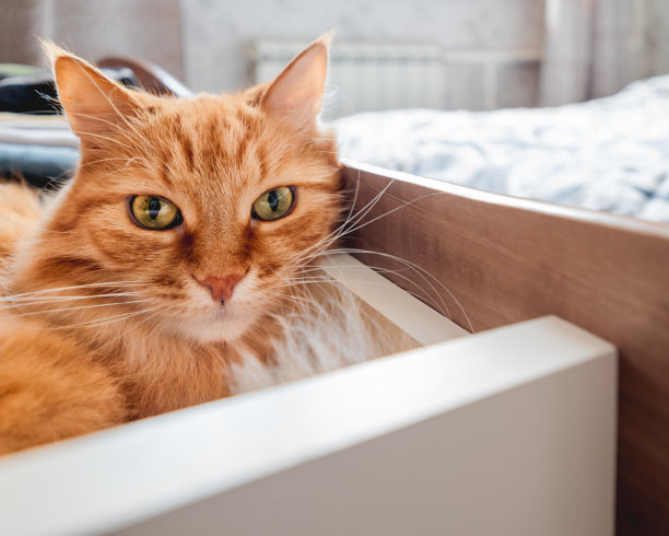 姜猫睡在五斗橱里。毛绒绒的宠物在叠好的衣服中间休息。卧室里有家畜。图片下载