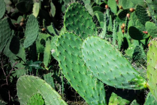 内盖夫沙漠中生长的梨果仙人掌图片下载