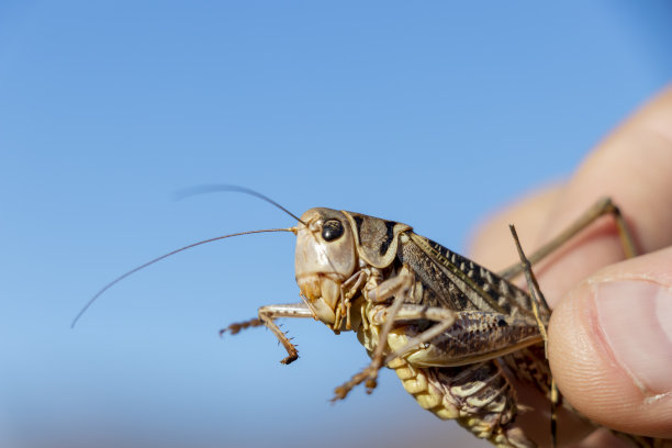 一只被抓住的蚱蜢在蓝天背景下。特写镜头。图片下载