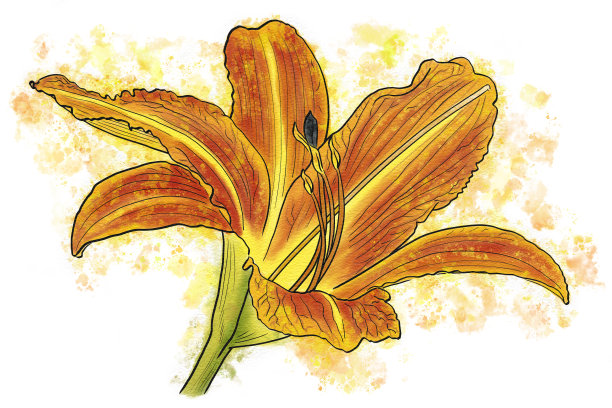 白底黄花菜图片下载