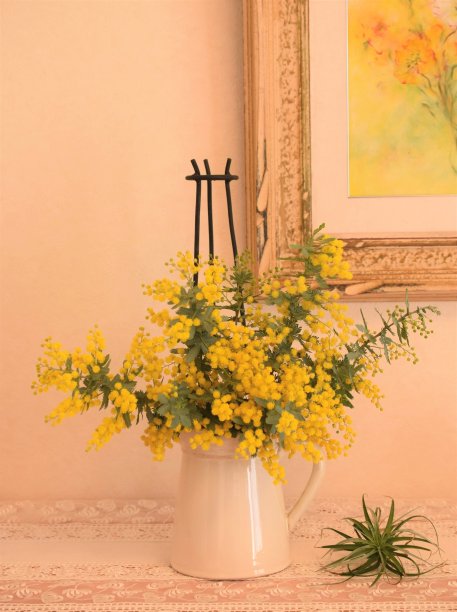 房间里有含羞草花和空气植物。图片下载