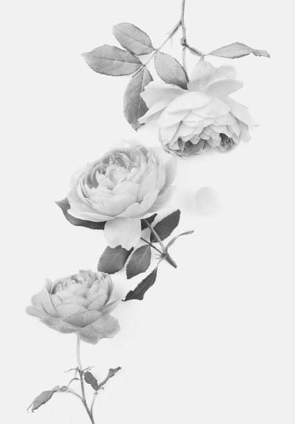 白色背景上的单色玫瑰。图片下载