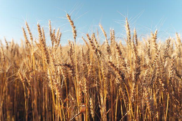 麦田里的小麦图片下载