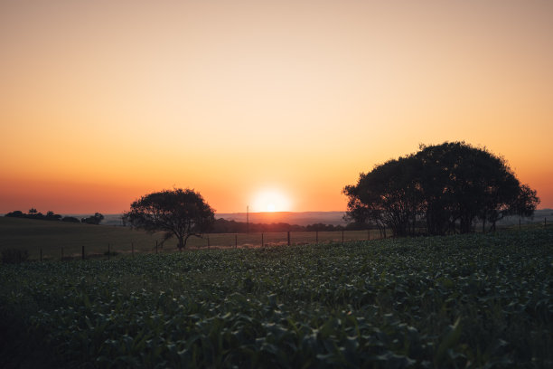 夕阳下的玉米种植园图片下载