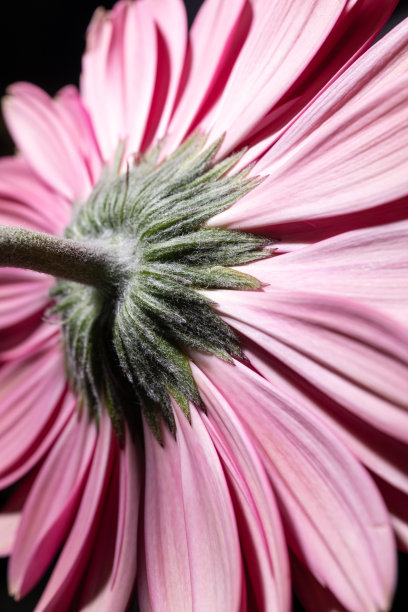 花头后视图，美丽的粉彩花卉纹理特写，粉红色非洲菊花图片下载