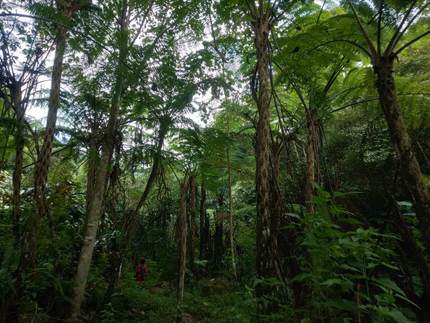 森林里图片下载