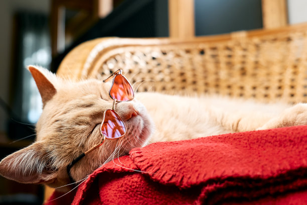 可爱有趣的姜猫，戴着红色的太阳镜，心形的，睡在红色的毯子上。宠物喜欢人类。穿着的宠物。情人节。图片下载