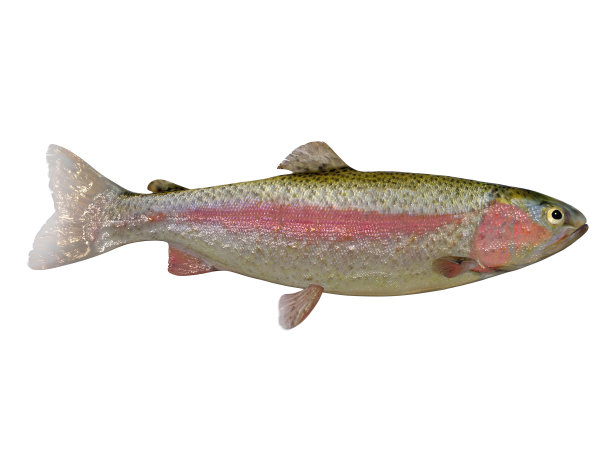 虹鳟鱼简介图片下载