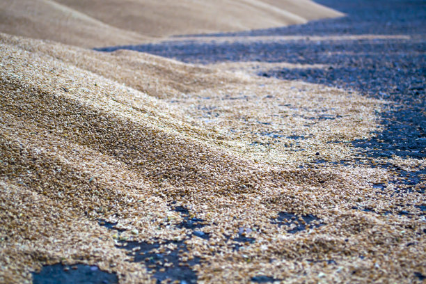 小麦就在地里。播种、清洗、施工。图片下载