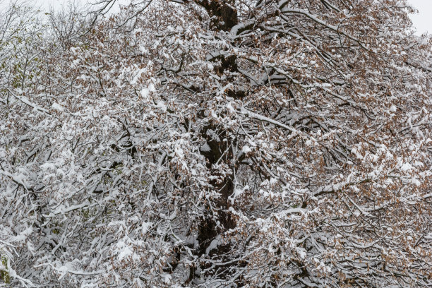 在一个寒冷的冬天，白雪皑皑的树枝上，靠近。自然背景。选择性植物背景。高质量照片图片下载