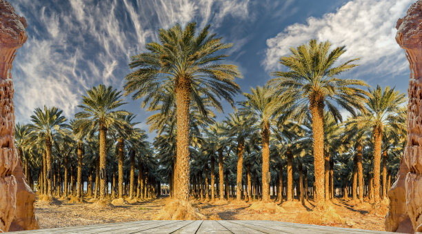 种植枣椰树，生产健康和无转基因食品图片下载