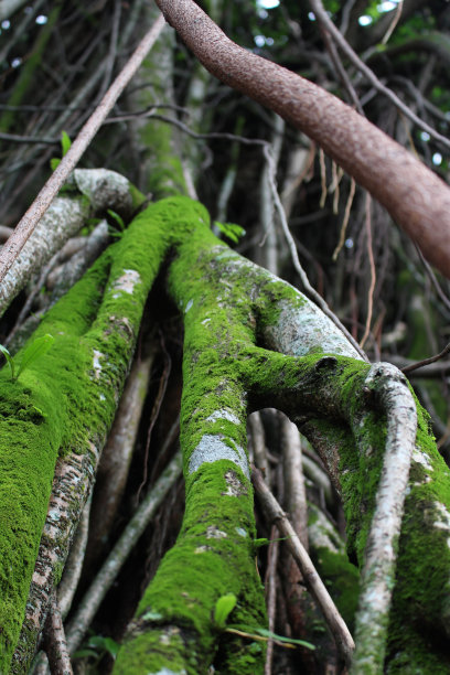 树根上有绿色的苔藓图片下载