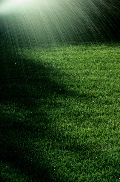 阳光下的草图片下载