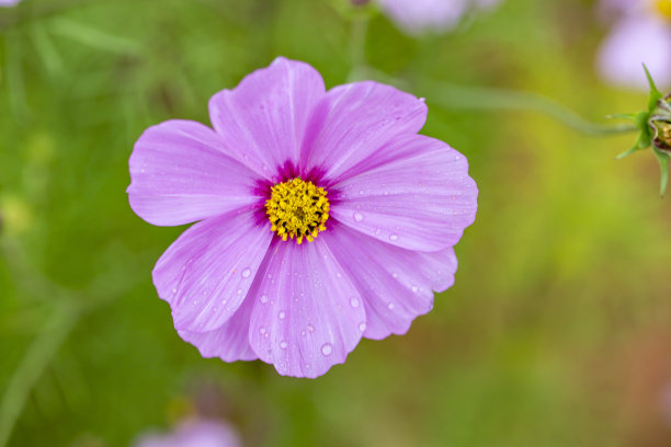 接近照片的宇宙花和模糊的背景。图片下载