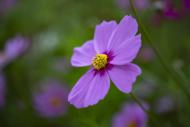 接近照片的宇宙花和模糊的背景。图片下载