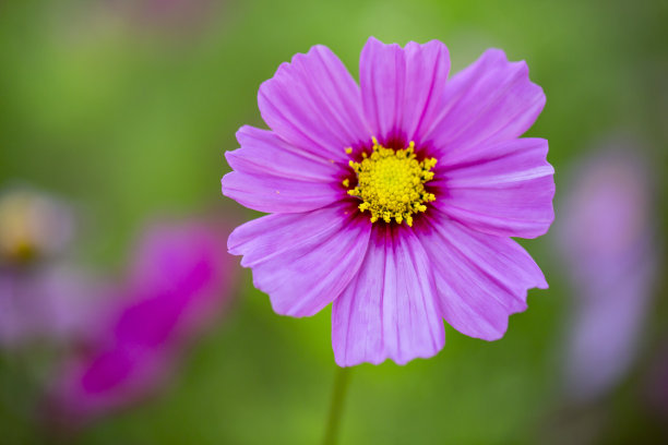 接近照片的宇宙花和模糊的背景。图片下载